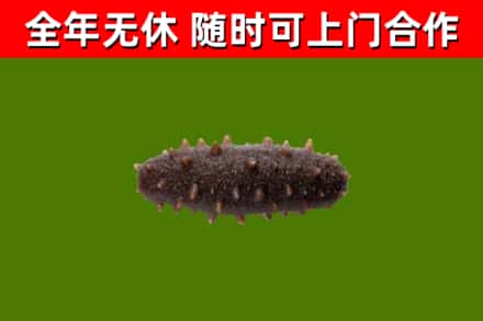 申扎回收海参干